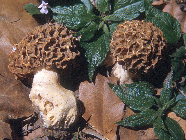 Image name: Morchella_rotunda.jpg 
 width: 640 pixel 
 height: 480 pixel 
 Size: 201600 bytes 
 Click to enlarge 